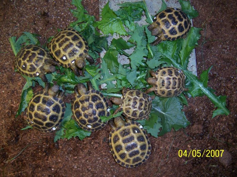 Bindi's family