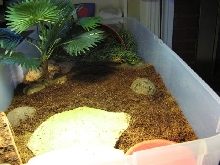 Bindi's pad