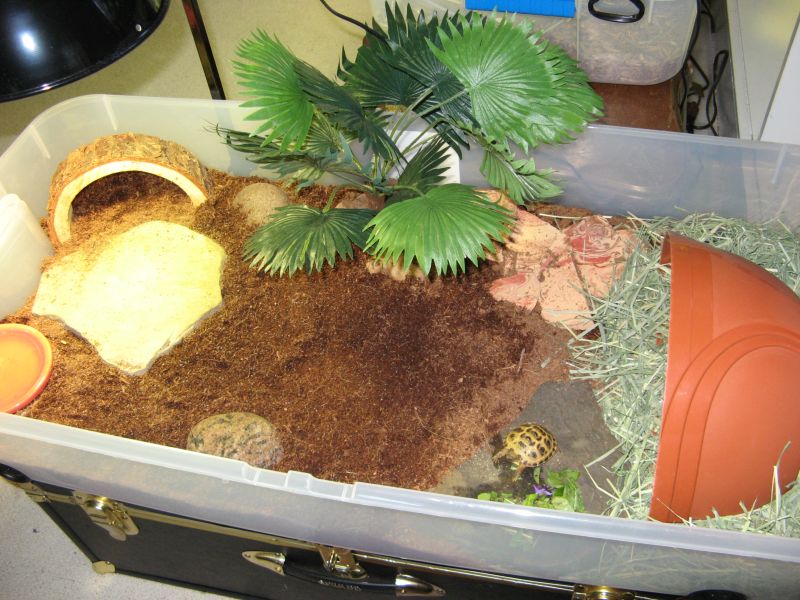 Bindi's pad