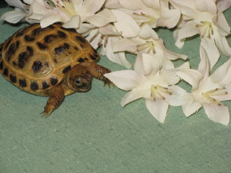 Bindi's flower patch