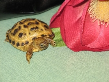 Bindi's flower