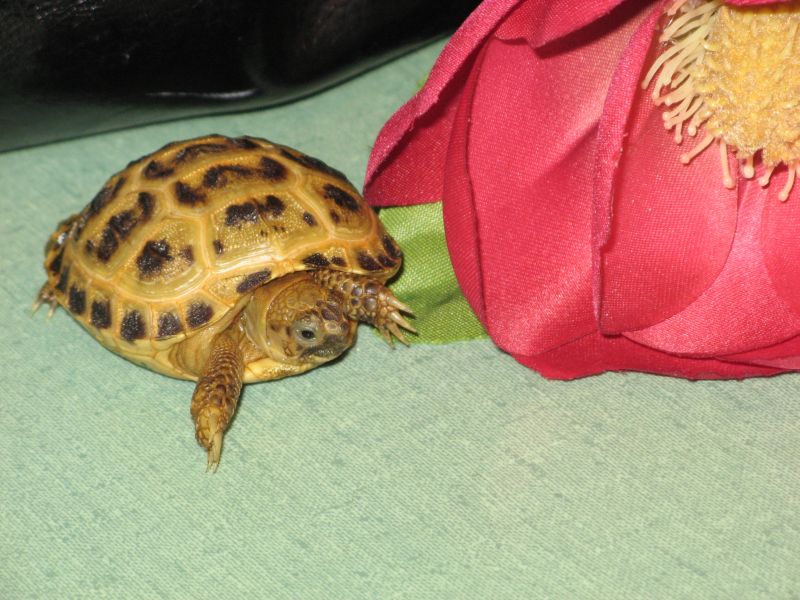 Bindi's flower