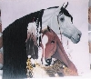 Indian Mare and foal