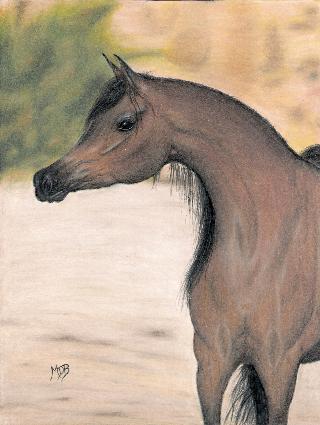 Bay Arabian