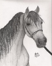 Pencil show halter