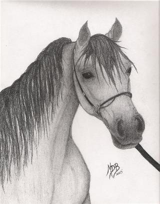 Pencil show halter