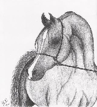 Pencil 6