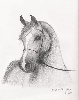 Pencil 8