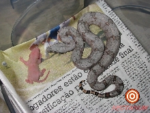 Boa constrictor amarali - Indaiatuba - SP - Brazil