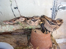 Boa constrictor constrictor - Bahia - Brazil