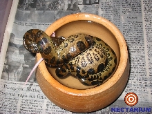 Eunectes murinus - Bahia - Brazil