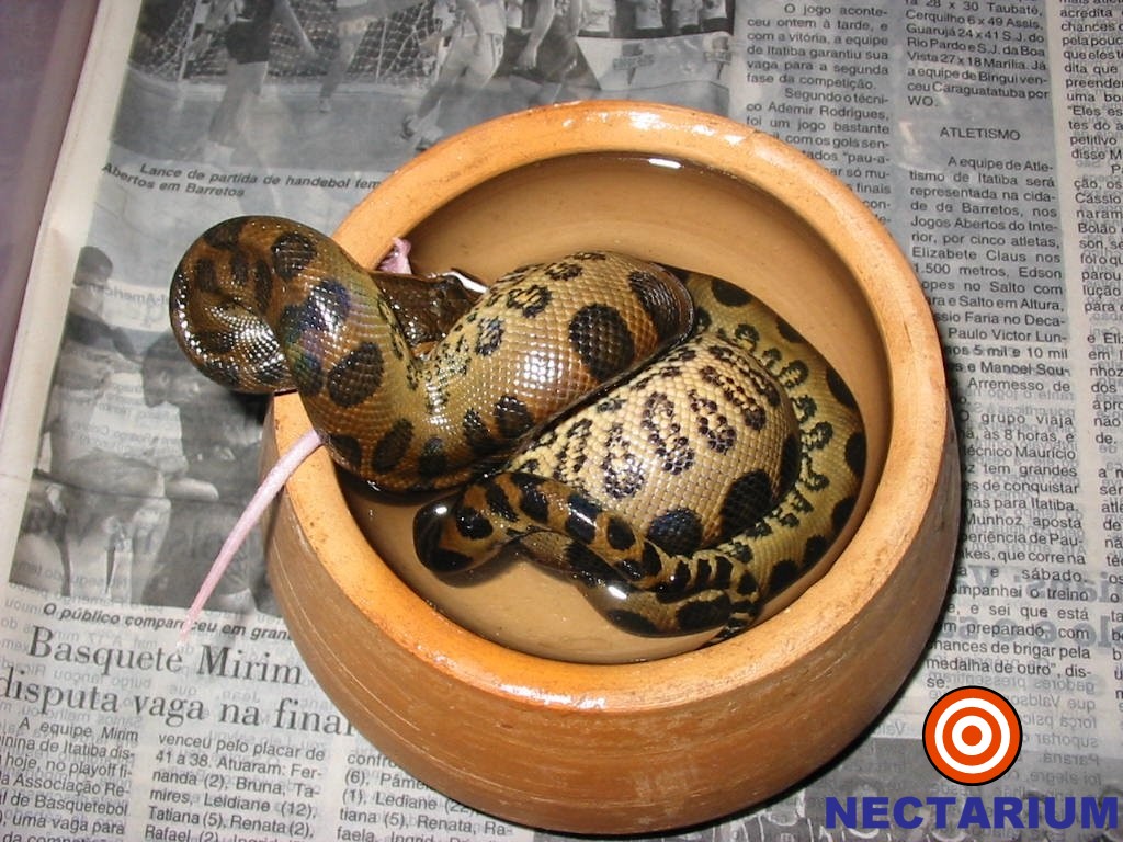 Eunectes murinus - Bahia - Brazil