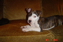 missy lou...8 weeks old