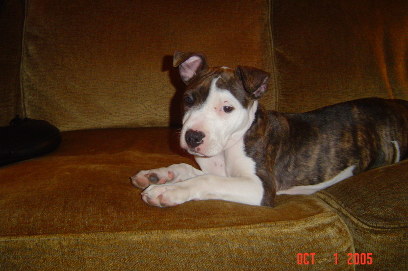 missy lou...8 weeks old