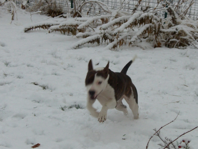 missy just loves snow