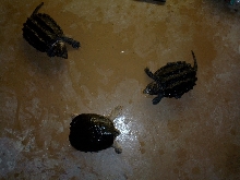common snapper surrounded by gators