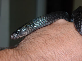 Juvie Indigo