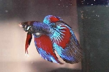 Yankee Doodle Dandy Left side