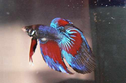 Yankee Doodle Dandy Left side