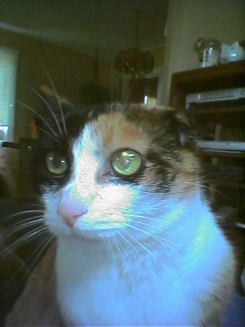 Brownie