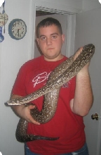 me and my possible gravid argentine boa