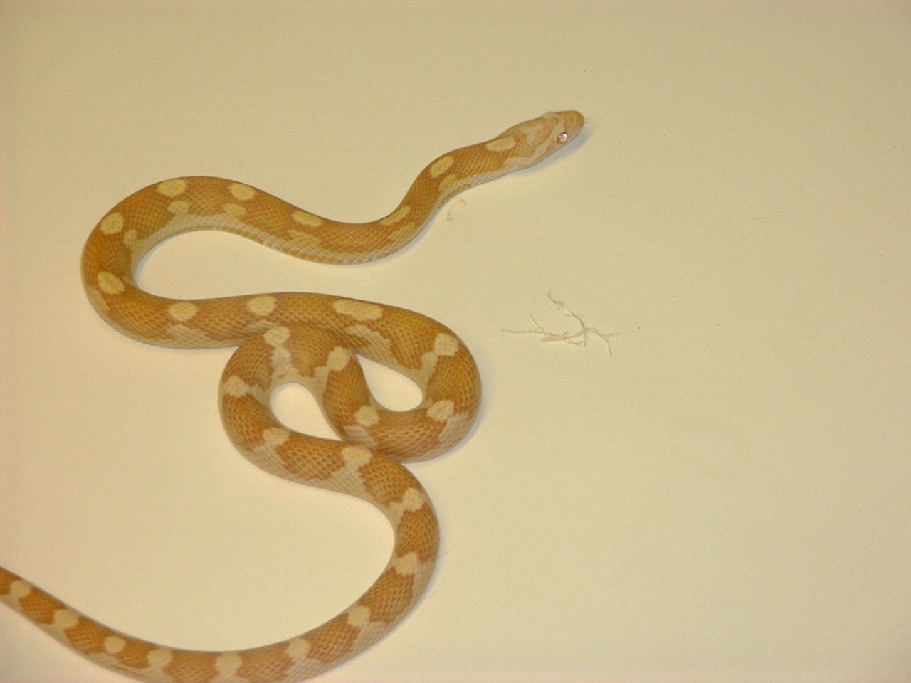 butter motley female