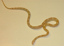 buttermotley male