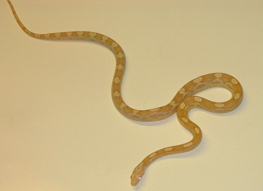 buttermotley male