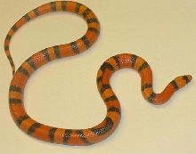 hypo honduran