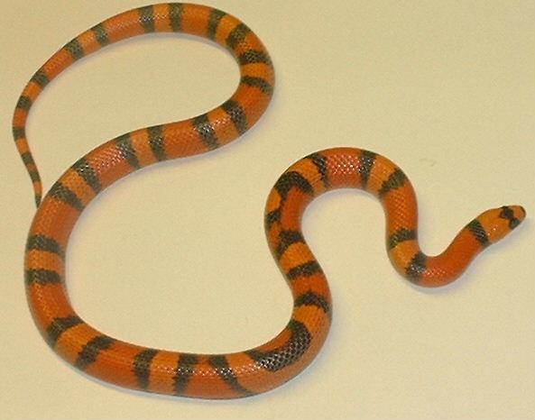 hypo honduran