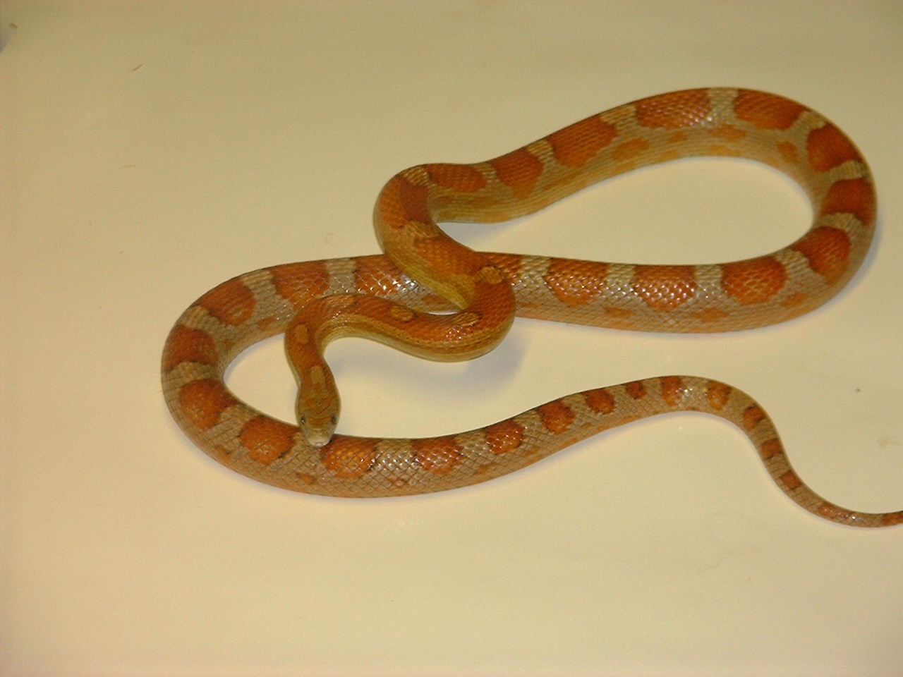 milksnakephase x motley