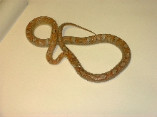milksnakephase motley