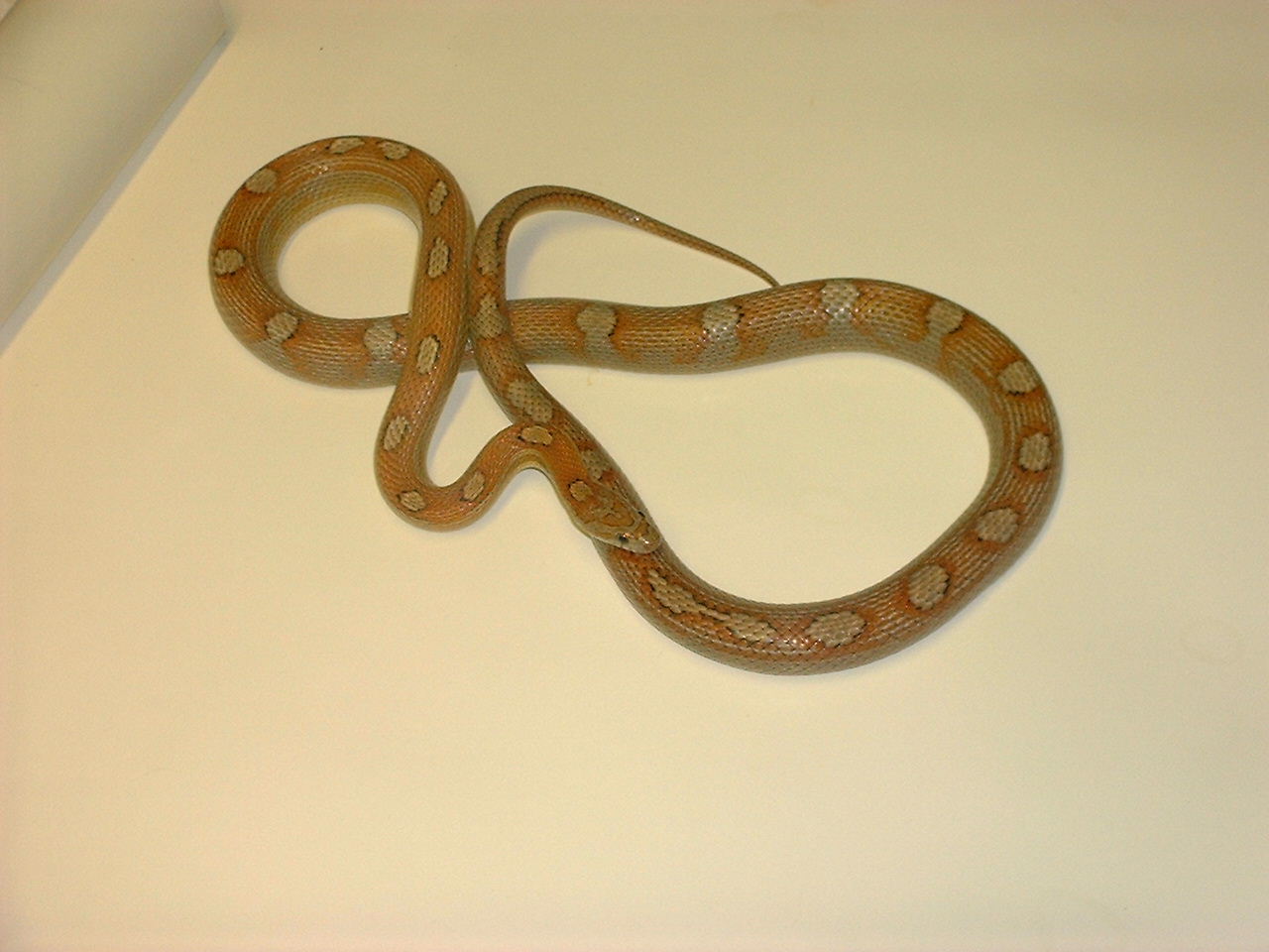 milksnakephase motley