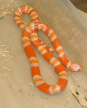 tangerine albino honduran