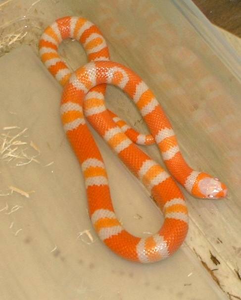 tangerine albino honduran