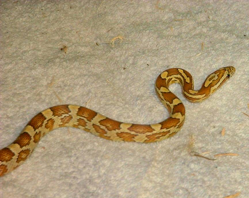 amber corn