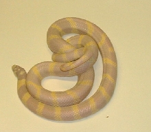 wide band lavender