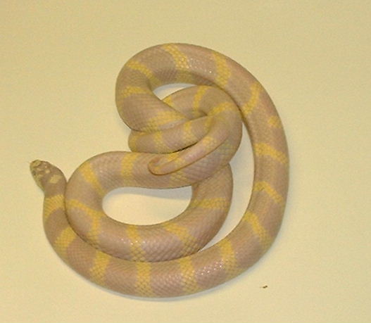 wide band lavender