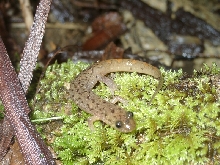 Seal Salamander
