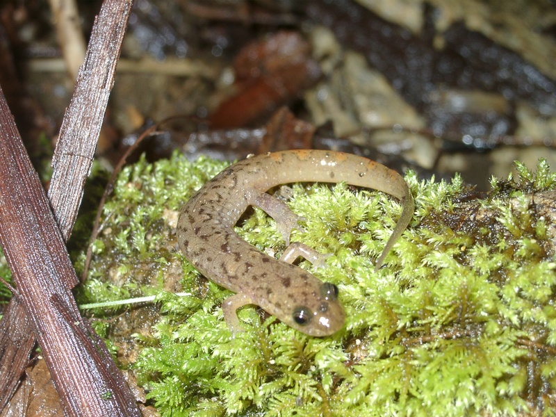 Seal Salamander