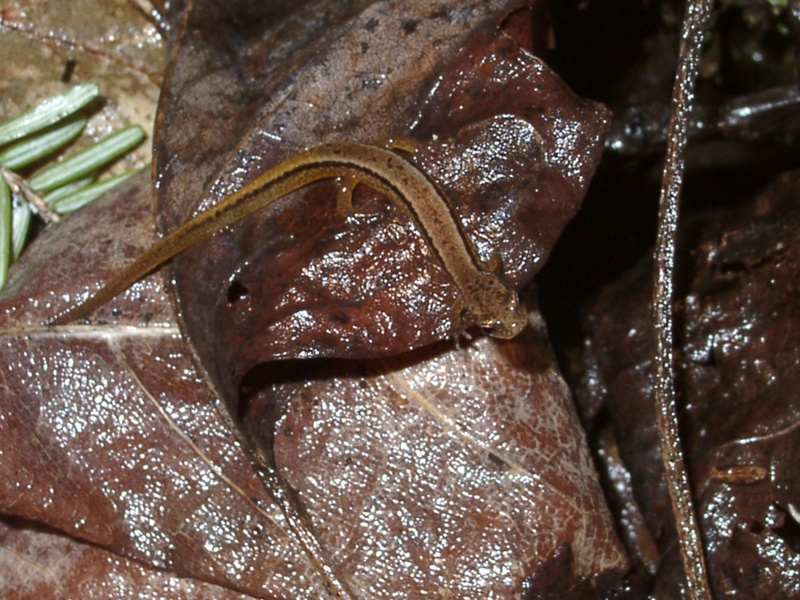 Two-Lined Salamander