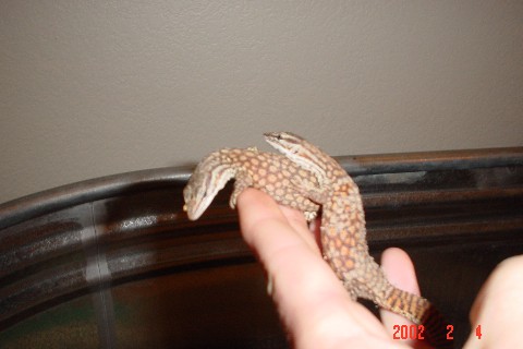 red ackies in hand