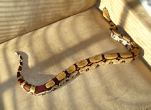 brazil amazon boa constrictor