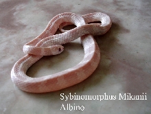 Sybinomorphus mikanii  albino