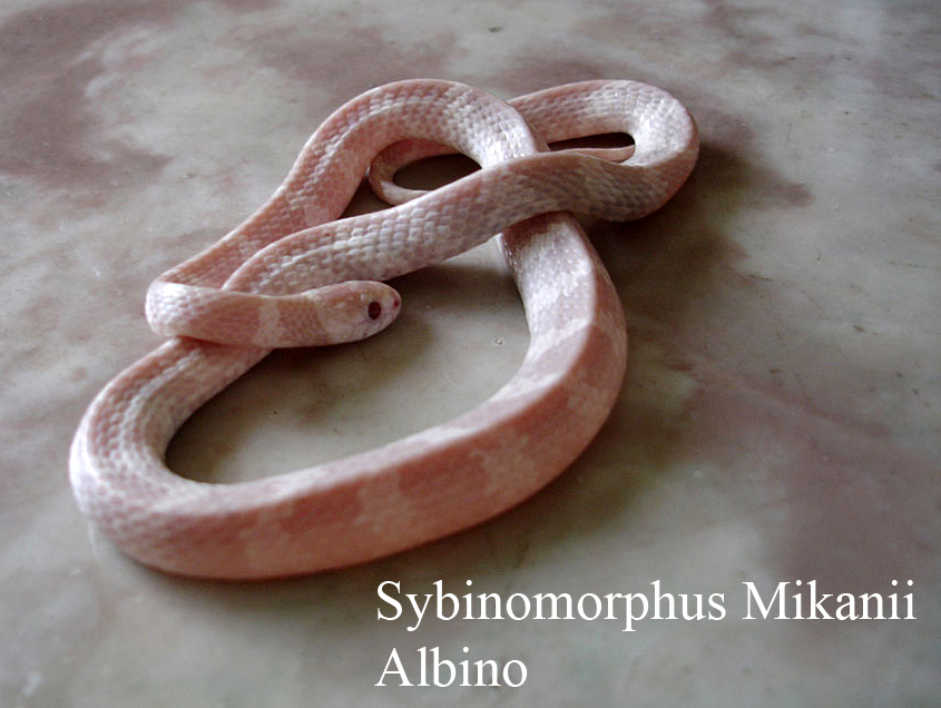 Sybinomorphus mikanii  albino