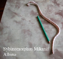 Sybinomorphus mikanii albino