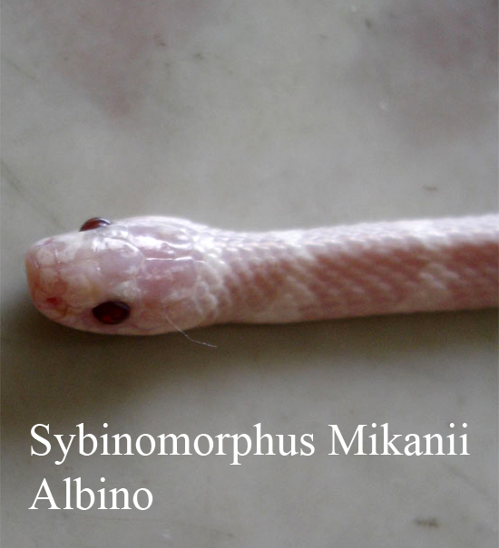 Sybinomorphus mikanii albino