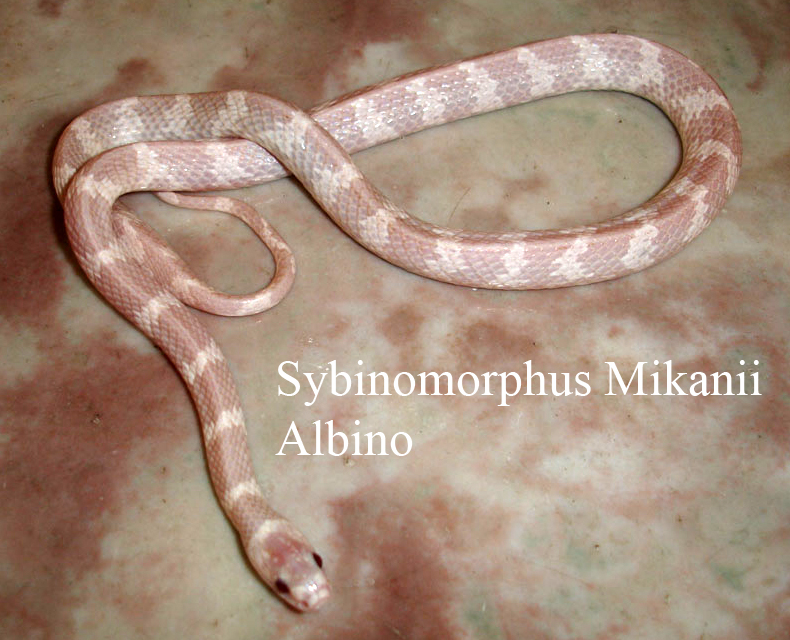 Sybinomorphus mikanii albino