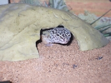 Leopard Gecko