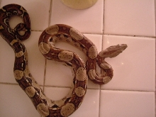 boa unknown?
